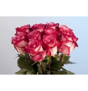 ΤΡΙΑΝΤΑΦΥΛΛΑ ΔΙΧΡΩΜΑ 60εκ. εισαγ.ROSEN  DOUBLE FASHION 60cm 